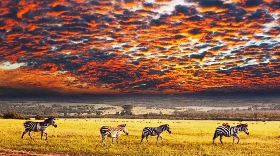 Serengeti National Park in Africa