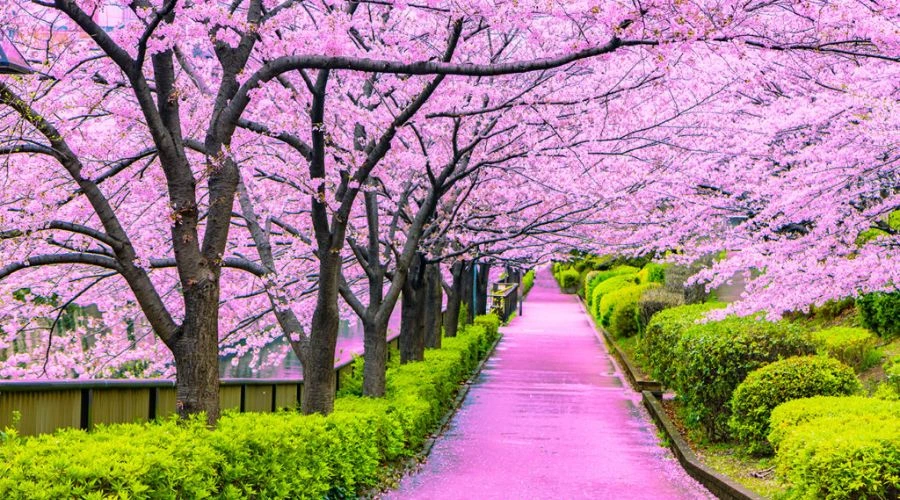 Das Kirschblütenfest findet während der zwei Frühlingswochen statt, wenn Sakura- und Ume-Blumen in ganz Japan blühen.