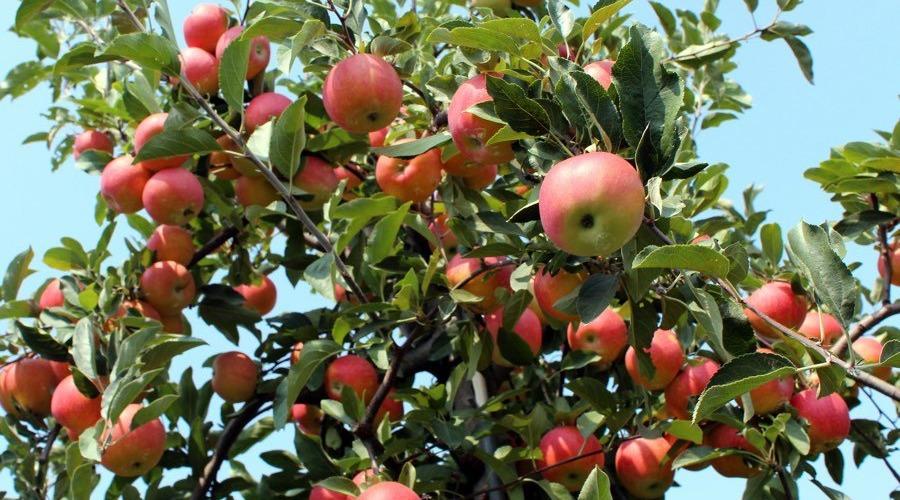 Pick Apples In Surrounding Orchards