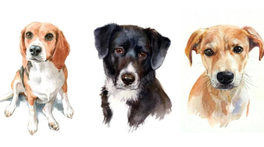 Custom pet portraits
